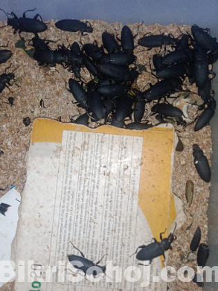 Beetle mealworm বিটল পোকা